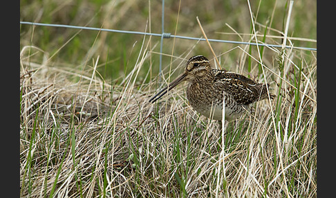 Bekassine (Gallinago gallinago)