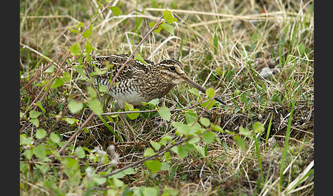 Bekassine (Gallinago gallinago)