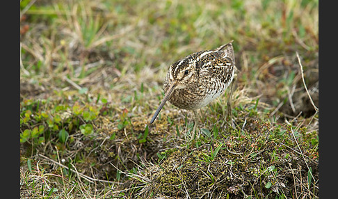 Bekassine (Gallinago gallinago)