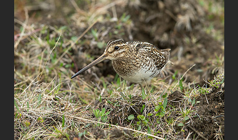 Bekassine (Gallinago gallinago)