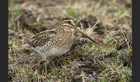 Bekassine (Gallinago gallinago)