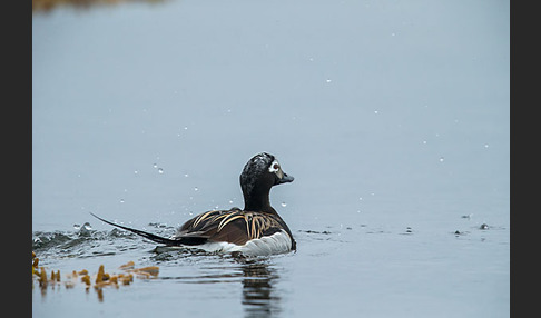 Eisente (Clangula hyemalis)