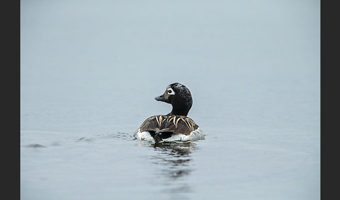 Eisente (Clangula hyemalis)