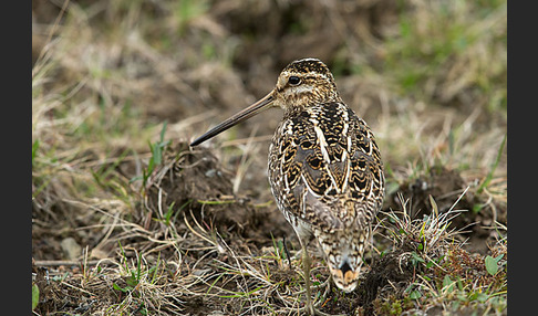 Bekassine (Gallinago gallinago)