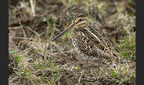 Bekassine (Gallinago gallinago)