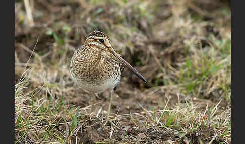 Bekassine (Gallinago gallinago)