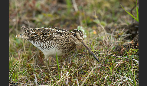 Bekassine (Gallinago gallinago)