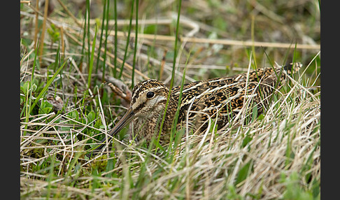 Bekassine (Gallinago gallinago)