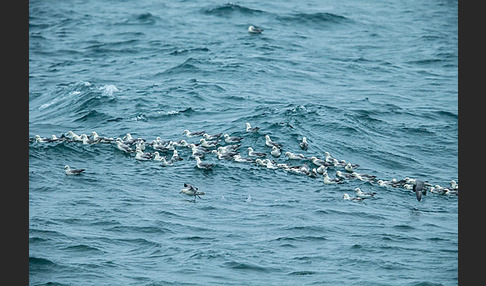 Eissturmvogel (Fulmarus glacialis)