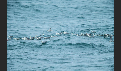 Eissturmvogel (Fulmarus glacialis)