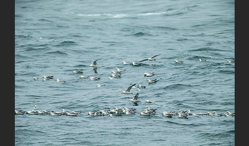 Eissturmvogel (Fulmarus glacialis)