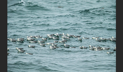 Eissturmvogel (Fulmarus glacialis)