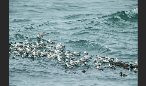 Eissturmvogel (Fulmarus glacialis)