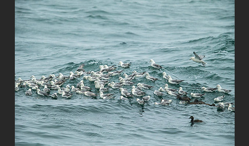 Eissturmvogel (Fulmarus glacialis)