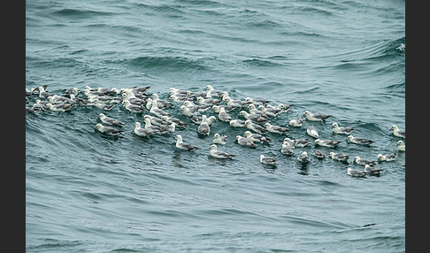 Eissturmvogel (Fulmarus glacialis)