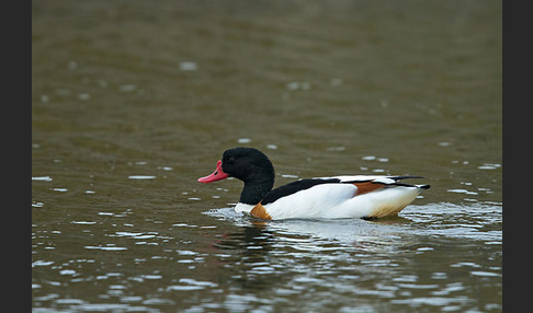 Brandgans (Tadorna tadorna)