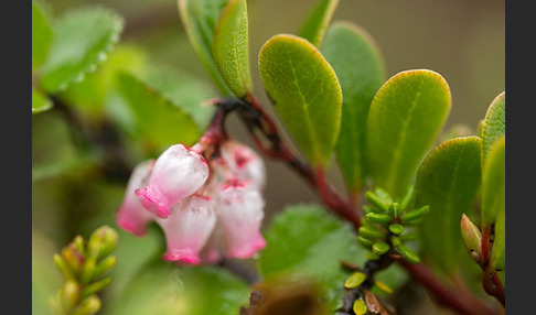 Immergrüne Bärentraube (Arctostaphylos uva-ursi)