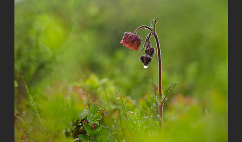 Bach-Nelkenwurz (Geum rivale)