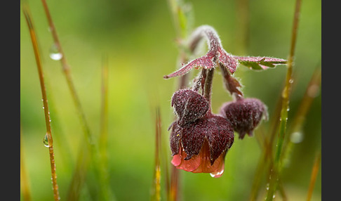 Bach-Nelkenwurz (Geum rivale)