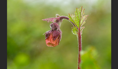 Bach-Nelkenwurz (Geum rivale)