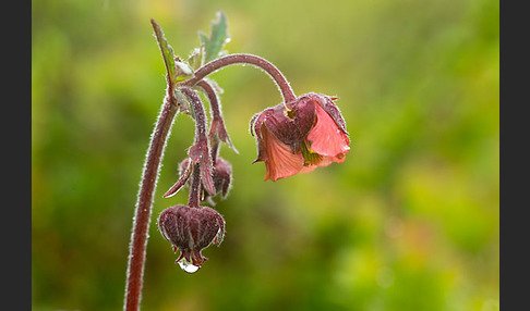 Bach-Nelkenwurz (Geum rivale)