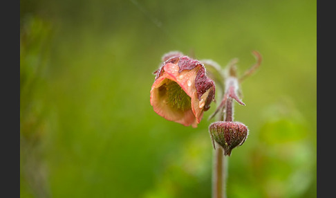 Bach-Nelkenwurz (Geum rivale)