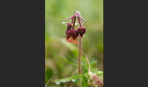 Bach-Nelkenwurz (Geum rivale)