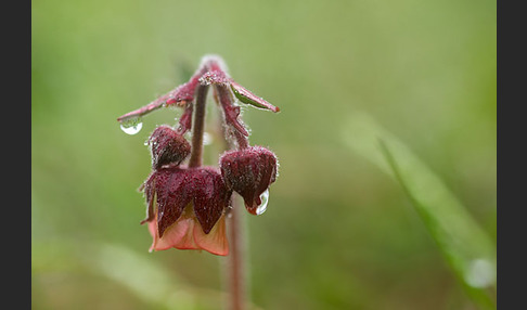 Bach-Nelkenwurz (Geum rivale)