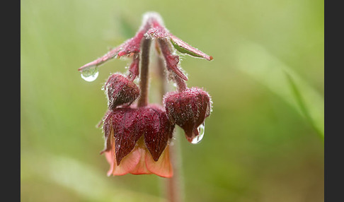 Bach-Nelkenwurz (Geum rivale)