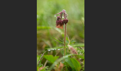 Bach-Nelkenwurz (Geum rivale)