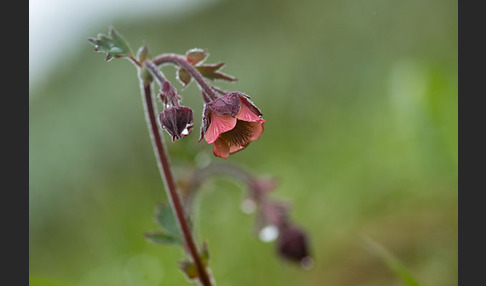 Bach-Nelkenwurz (Geum rivale)