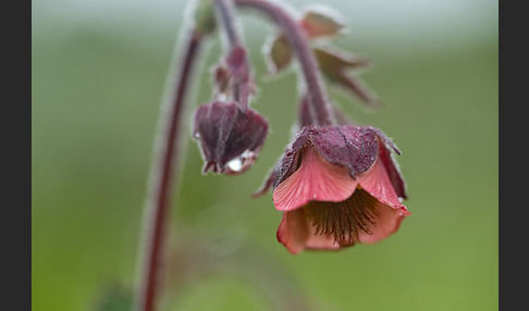 Bach-Nelkenwurz (Geum rivale)