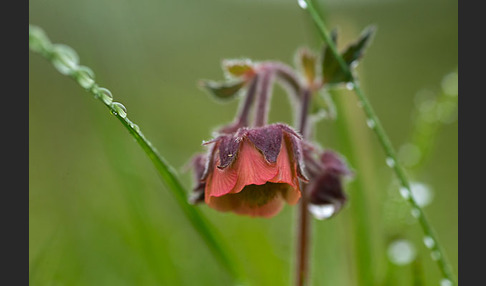 Bach-Nelkenwurz (Geum rivale)