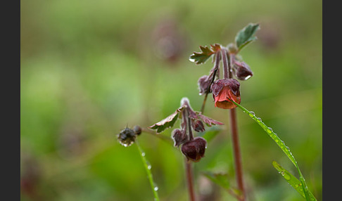 Bach-Nelkenwurz (Geum rivale)