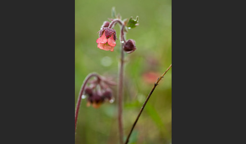 Bach-Nelkenwurz (Geum rivale)