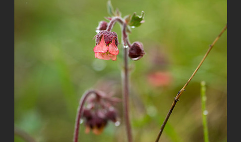 Bach-Nelkenwurz (Geum rivale)