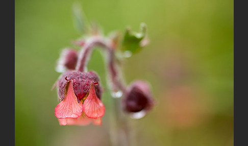 Bach-Nelkenwurz (Geum rivale)