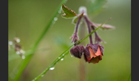 Bach-Nelkenwurz (Geum rivale)