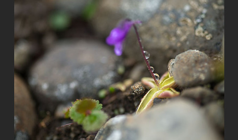 Gemeines Fettkraut (Pinguicula vulgaris)