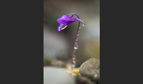 Gemeines Fettkraut (Pinguicula vulgaris)