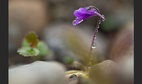 Gemeines Fettkraut (Pinguicula vulgaris)