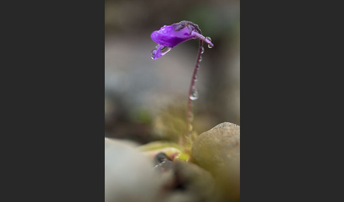 Gemeines Fettkraut (Pinguicula vulgaris)