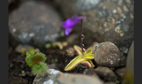 Gemeines Fettkraut (Pinguicula vulgaris)