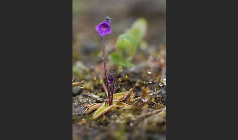 Gemeines Fettkraut (Pinguicula vulgaris)