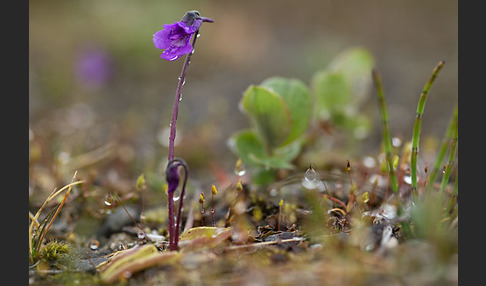 Gemeines Fettkraut (Pinguicula vulgaris)