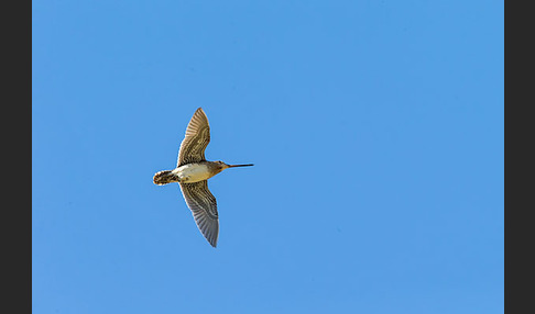 Bekassine (Gallinago gallinago)