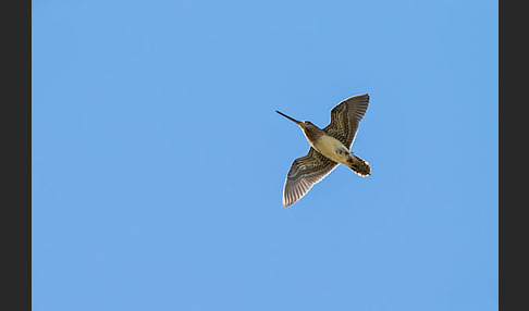 Bekassine (Gallinago gallinago)