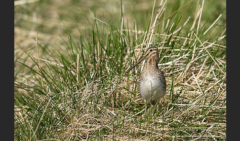 Bekassine (Gallinago gallinago)