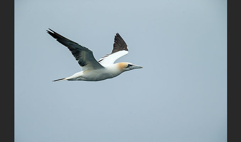 Basstölpel (Morus bassanus)