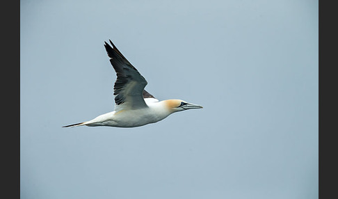 Basstölpel (Morus bassanus)